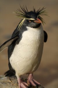 Google Penguin Algorithm